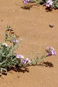 In winter en vroege voorjaar zijn de distelvlinders in Afrika, zoals hier in Marokko (foto: Kars Veling)