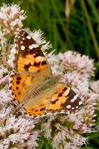 Distelvlinders die hier uit de pop komen zijn forser en dieper oranje. Ook zijn ze natuurlijk veel minder versleten (foto: Kars Veling)