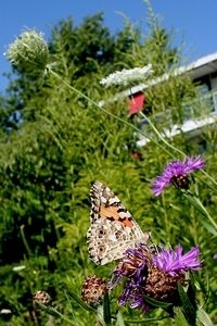 In de zomer vliegen de nakomelingen van de voorjaarsvlinders (foto: Kars Veling)