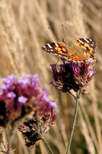 Distelvlinder op ijzerhard (Verbena bonariensis) (foto: Kars Veling)