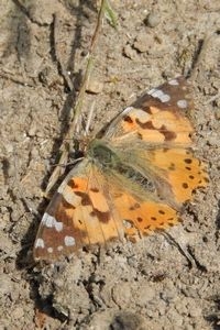 De distelvlinders die al een reis achter de rug hebben zijn flink versleten en minder intens oranje (foto: Kars Veling)