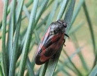 De Roodzwarte dennencicade is in volle opmars (foto: Paul Wouters en Marianne Horemans)