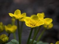 Close-up dotterbloem (foto: Theo Westra)