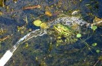 Douchende bastaardkikker zoekt afkoeling (foto: Annemarie van Diepenbeek)