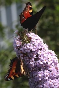 Dagpauwoog (boven) en kleine vos (beneden) op vlinderstruik (foto: Kars Veling)