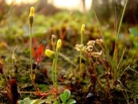 Draadgentiaan op de nieuwe vindplaats in boswachterij Grolloo (foto: Joop Verburg)