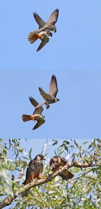 Prooioverdracht boomvalk. Boven: een mannetje komt aanvliegen met een prooi (in dit geval een muis) in zijn snavel en draagt hem over aan het wijfje; midden: het wijfje vliegt met de prooi naar de jongen; onder: een jong heeft de prooi ontvangen (foto’s: Koos Dansen)