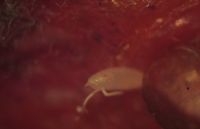 Drosophila suzukii eitje (foto: Silvia Hellingman)
