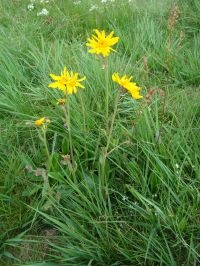 Valkruid, arnica montana, een zeldzame soort die zeer kritisch is ten op zichte van de bodemomstandigheden (foto: Wieger Wamelink)