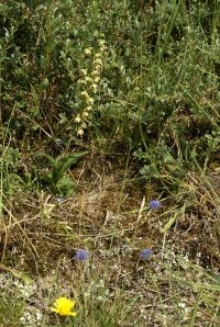Duinwespenorchis, Epipactis helleborine subsp. neerlandica (foto: Jos Lammers)