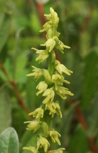 Honingorchis (foto: Jos Lammers)