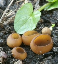 Anemonebekerzwam (foto: Henk Remijn)