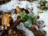 Speenkruid tussen de smeltende sneeuw (foto: Bram Oosterbroek)