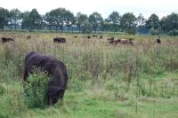 Jaarrond begrazing met een lage dichtheid winterharde Galloway runderen geeft veel structuur (foto: FREE Nature)