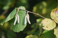 Hazelaarkatjes in de herfst (foto: Wout van der Slikke)