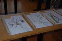 Herbariummateriaal van enkele bijzondere vondsten tentoongesteld door NCB Naturalis op Variadag 2010 (foto: Wout van der Slikke)