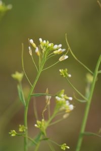 Zandraket, Arabidopsis thalania (foto: Wout van der Slikke)