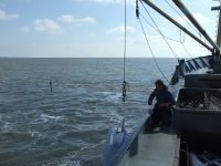 Dumpen van de grote zakken mossels met de mosselboot (foto: Sander Holthuijsen)