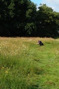 Ook vanaf het pad is het pimpernelblauwtje prima te fotograferen. Even rustig wachten en hij komt voor je voeten zitten (foto: Kars Veling)