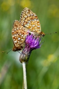 Duinparelmoervlinder was zeer talrijk op Schier dit jaar (foto: Joost Uittenboogaard)