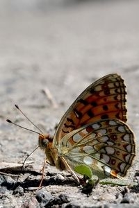 Duinparelmoervlinder is veel te zien in de duinen (foto: Kars Veling)