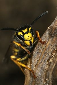 Duitse wesp (foto: Henk Wallays)