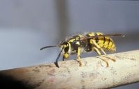 Duitse wesp (foto: Pieter van Breugel, Saxifraga)