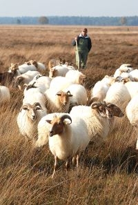 Schaapskudde met herder op het Dwingelderveld (foto: Herman Jonkman)