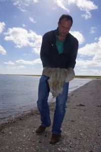 Ecomare-medewerker Kees Groenewoud met een van de grote zeepaddenstoelen (foto: Ecomare)