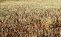 Een grijze waas van duizenden viltkruidplantjes (foto: Han Beeuwkes)