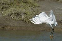 Kleine zilverreiger (foto: Saxifraga-Piet Munsterman)