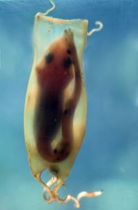 Eikapsel met embryo hondshaai (foto: Alice Wiegand)