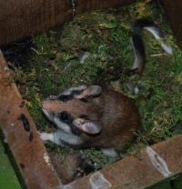 De Eikelmuis heeft het zwaar te verduren (foto: Johan Staelens)