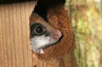 Eikelmuis in nestkast (foto: Maarten Jacobs)