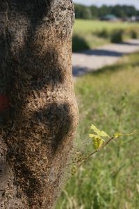 Nest van eikenprocessierupsen op boomstam (foto: Henry Kuppen)