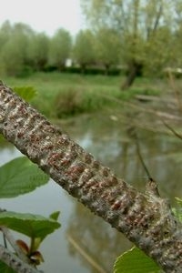 Sporen van eitjes houtpantserjuffer in een elzentak boven het water (foto: Kars Veling)