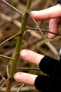 Hier drie eitjes bij elkaar. Vaak in oksels van tak of knop. Klein, maar wel te vinden (foto: Kars Veling)