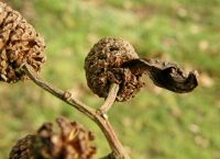 Elzenvlaggen zijn in de winter bruin gekleurd (foto: Paul Wouters en Marianne Horemans)