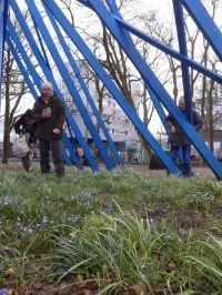 De ‘gespaarde’ groeiplaats van Bosgeelster in het centrum van Emmen (foto: Edwin Dijkhuis)