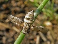 Vliegen worden aangetast door Entomophthora muscae (foto: Paul Wouters en Marianne Horemans)