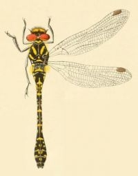 De door Selys beschreven Epiophlebia superstes, valt tussen de juffers en de ‘ware libellen’ in (Aquarel van Guillaume Severin uit Selys, 1889)