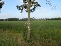 Nieuw nest ontdekt bij Beilen (foto: Silvia Hellingman)