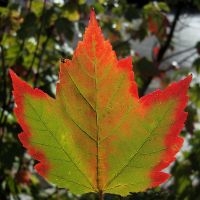 Herfstblad esdoorn (foto: Hans Bernhard)