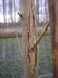 De essenziekte kenmerkt zich o.a. door littekens op de stam (foto: Wim Sauwens)