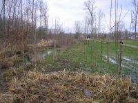 Vooral jonge essen op waterrijke gronden zijn vatbaar voor de essenziekte (foto: Wim Sauwens)