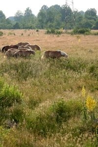 In Zuidoost-Europa liggen wel veel kansen voor agrarisch natuurbeheer (foto: Kars Veling)