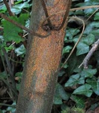 Cryphonectria parasitica op zieke boom (foto: NVWA)