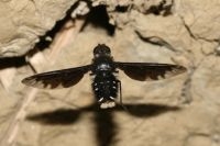 Muurrouwzever zwevend voor een muur op zoek naar nesten van metselbijen of –wespen (foto: Pieter van Breugel)
