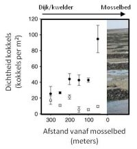 Achter ieder mosselbed werden meer kokkels waargenomen vergeleken met soortgelijke locaties zonder mosselbed (figuur: Serena Donadi)