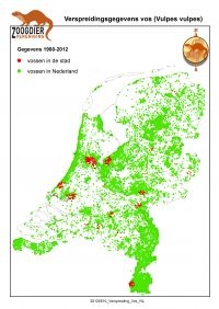 Figuur 1: Verspreidingsgegevens van de vos in Nederland op basis van waarnemingen tussen 1980 en 2011 (bron: Zoogdierdatabank, Zoogdiervereniging)